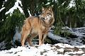 Bayerwald Tierpark_06